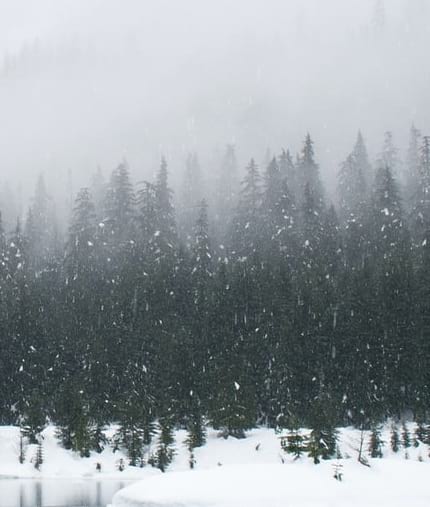 snow falling over pine trees